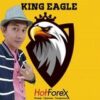 King Eagle | Stable Trade | Hot Forex
