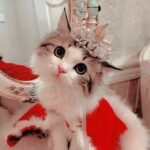 Cat Dumps [Meow Meow] - Telegram Channel